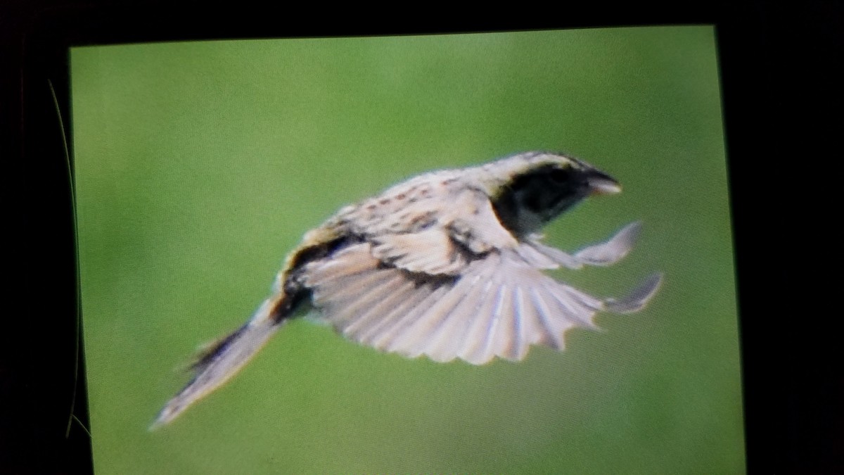 Henslow's Sparrow - ML240224711