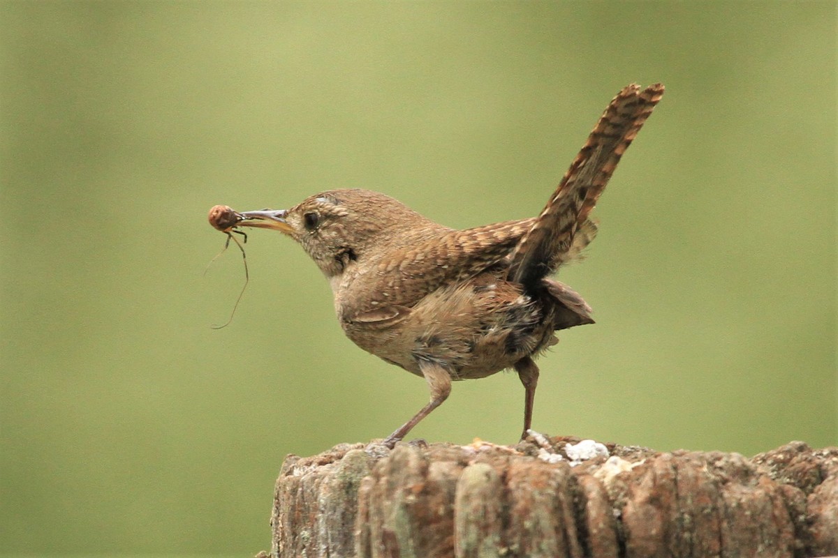 House Wren - Kent Forward