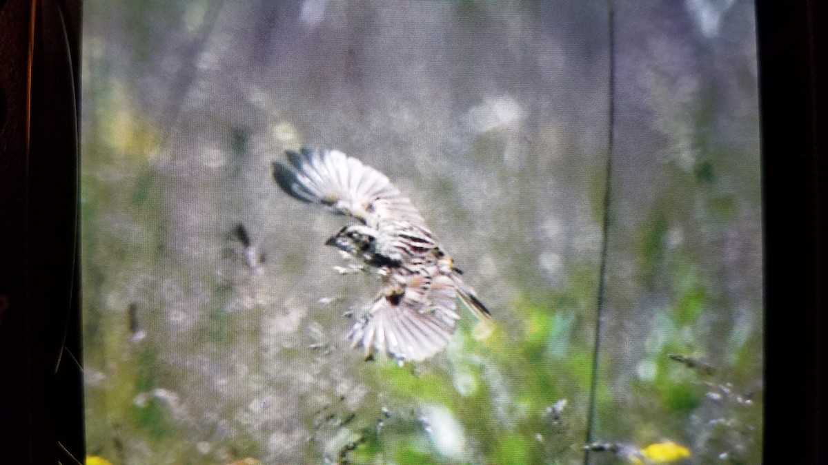 Henslow's Sparrow - ML240225171