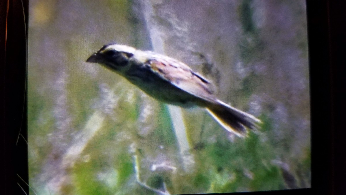 Henslow's Sparrow - ML240225191
