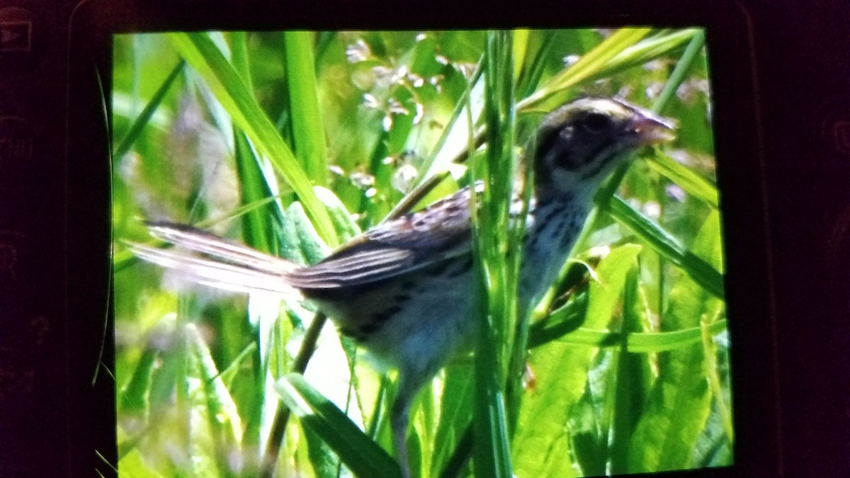 Henslow's Sparrow - ML240225291