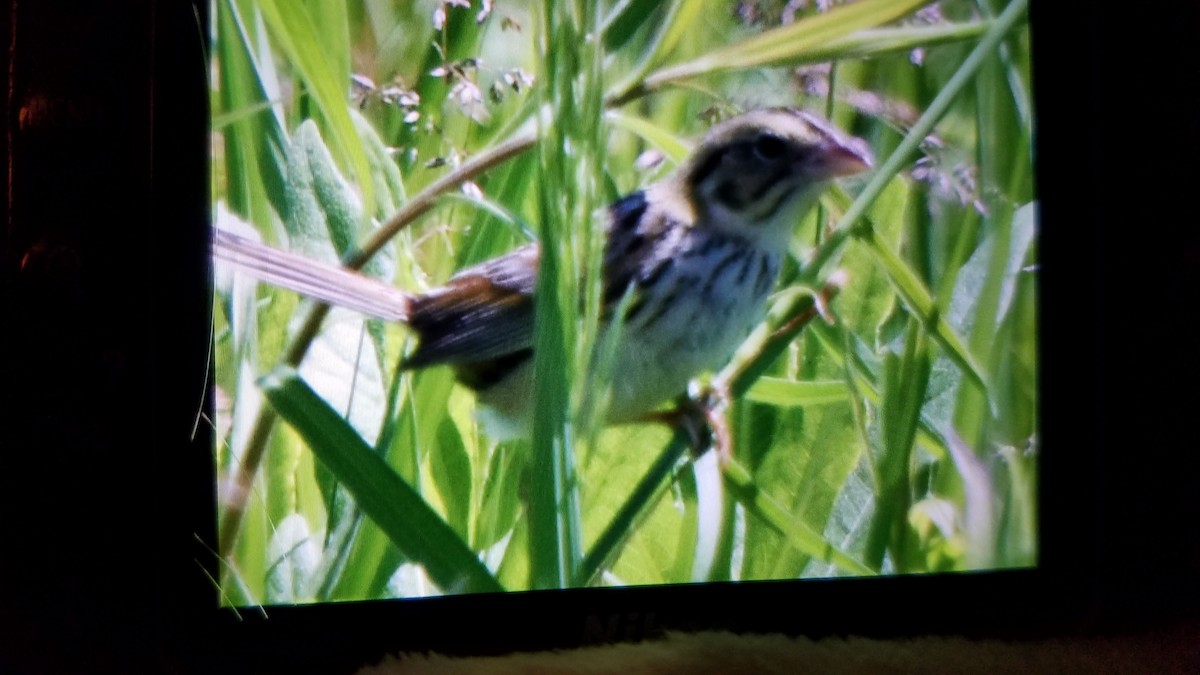 Henslow's Sparrow - ML240225471