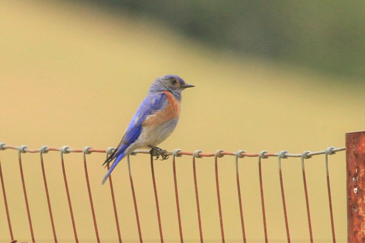 Western Bluebird - Kent Forward