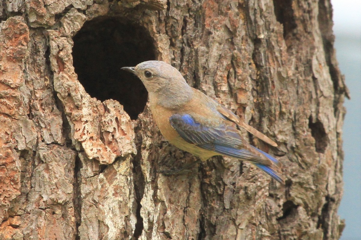 Western Bluebird - Kent Forward