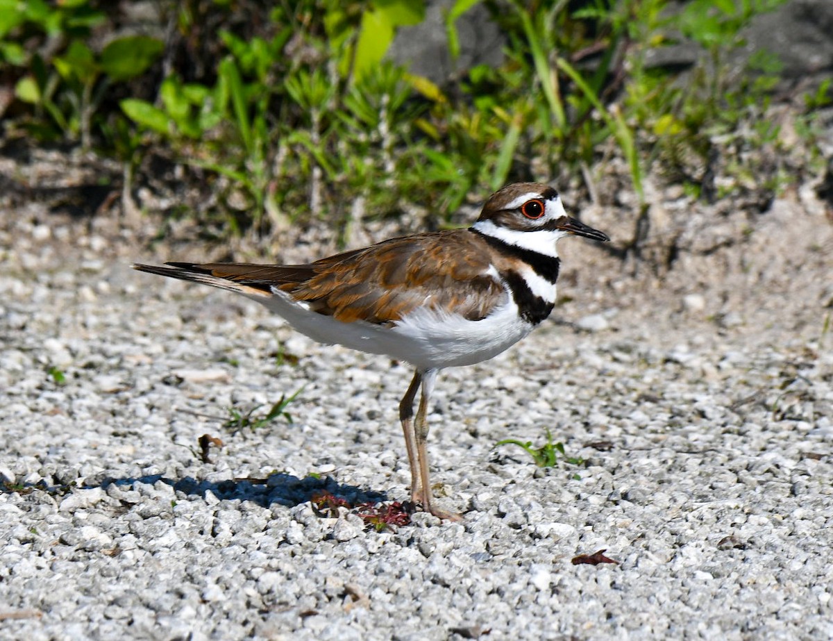 Killdeer - Kristina Fisher