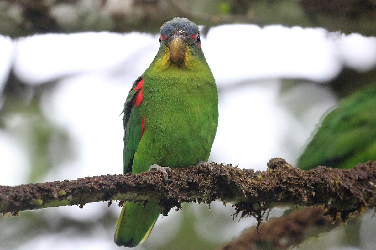 Blue-fronted Parrotlet - ML240228041