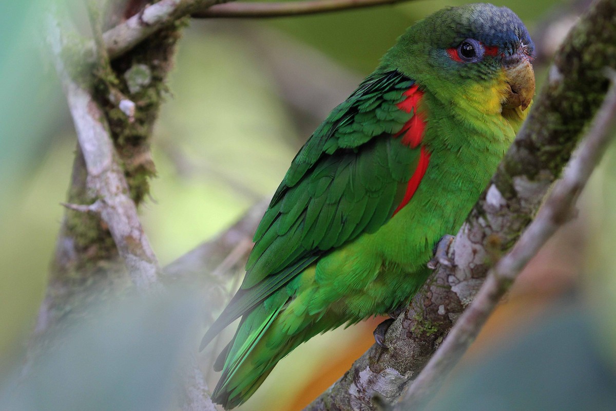 Blue-fronted Parrotlet - ML240228051