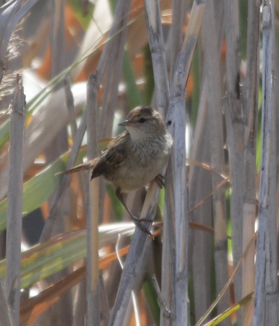 Little Grassbird - ML24022841