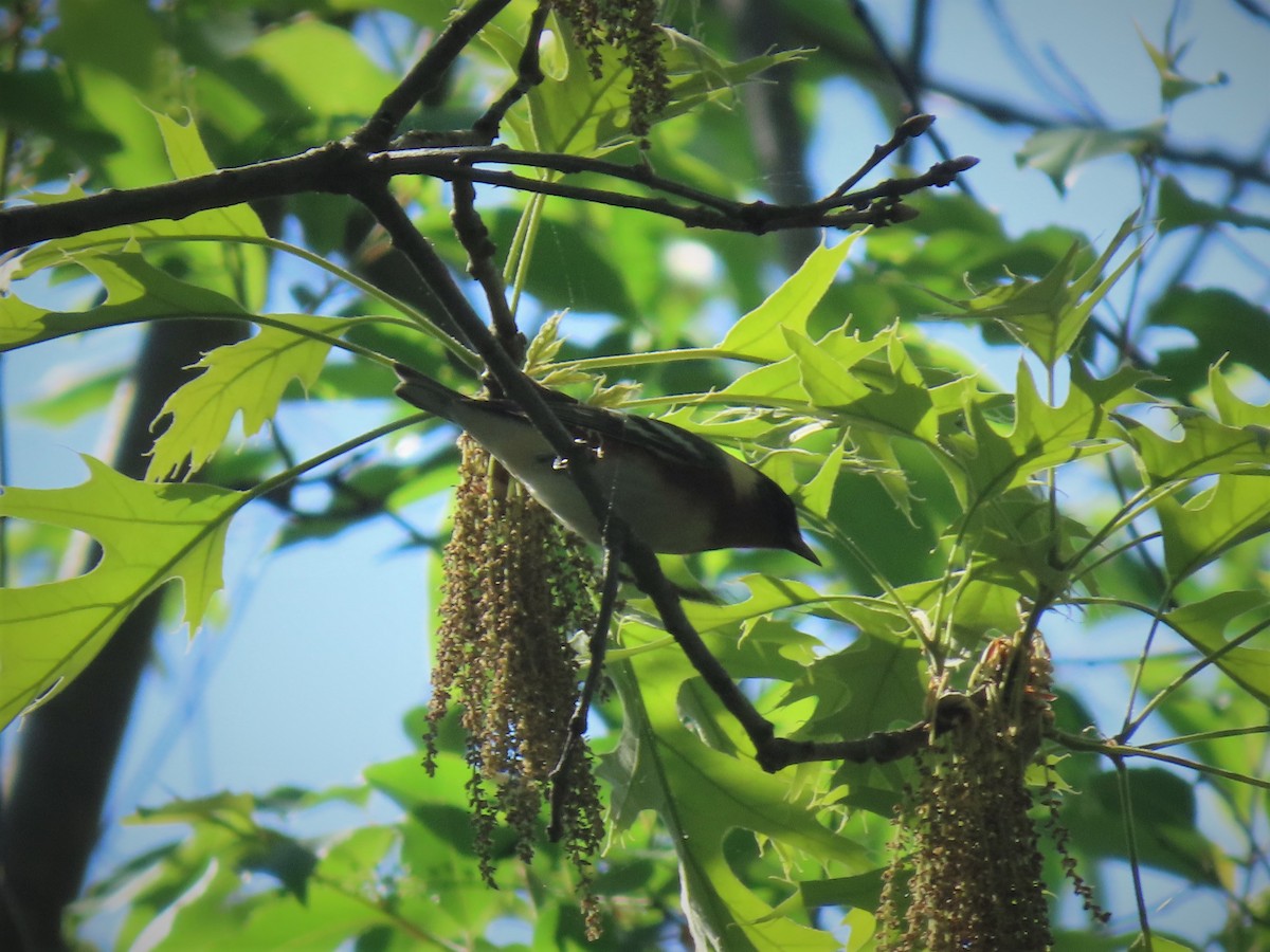Bay-breasted Warbler - ML240233421