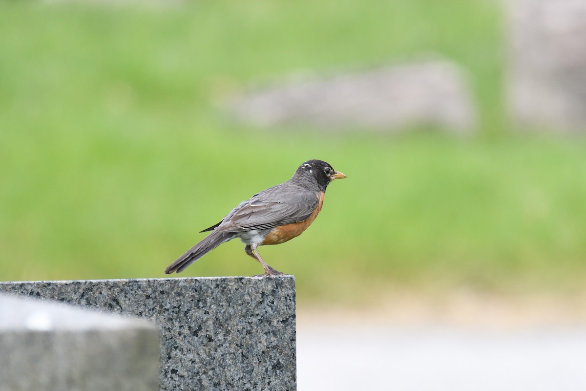 American Robin - ML240233501