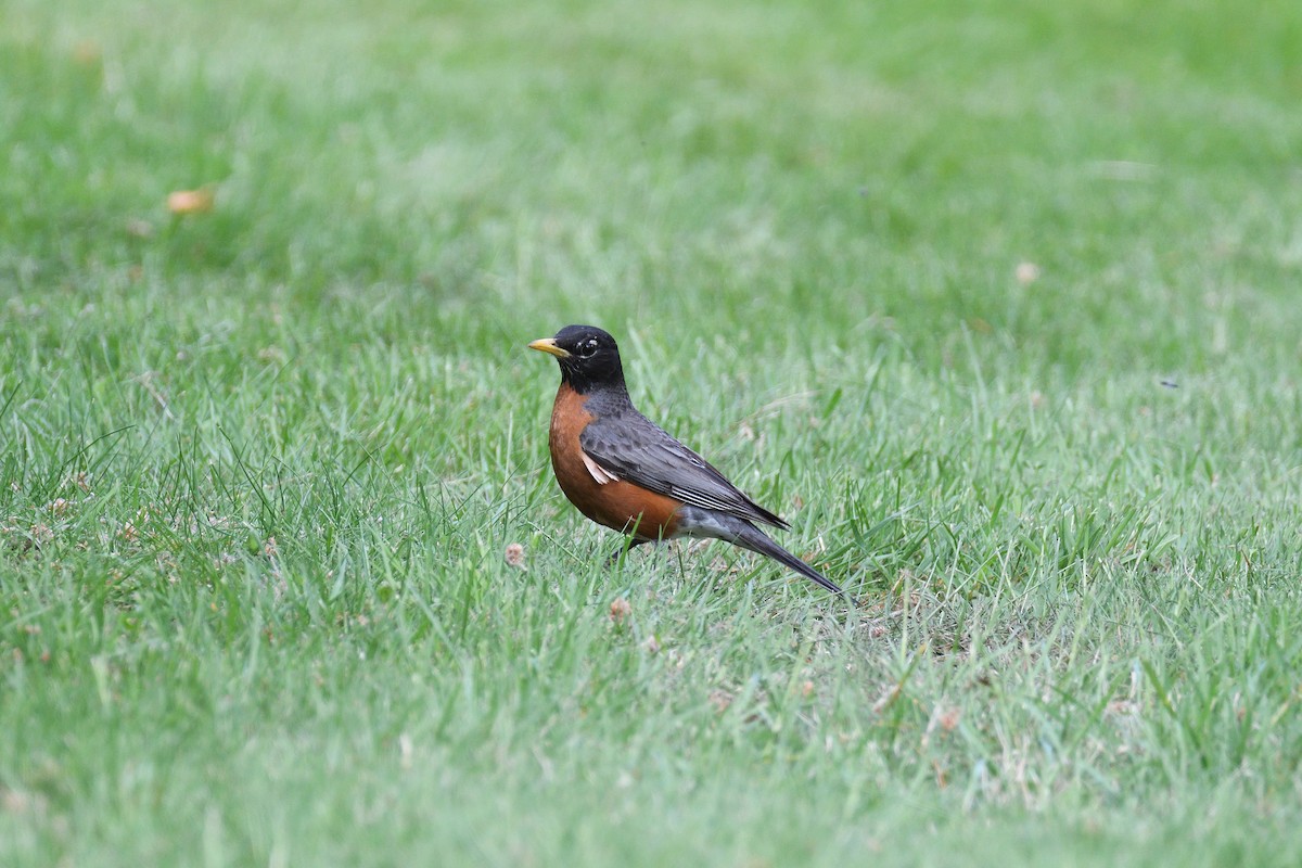 American Robin - ML240233511