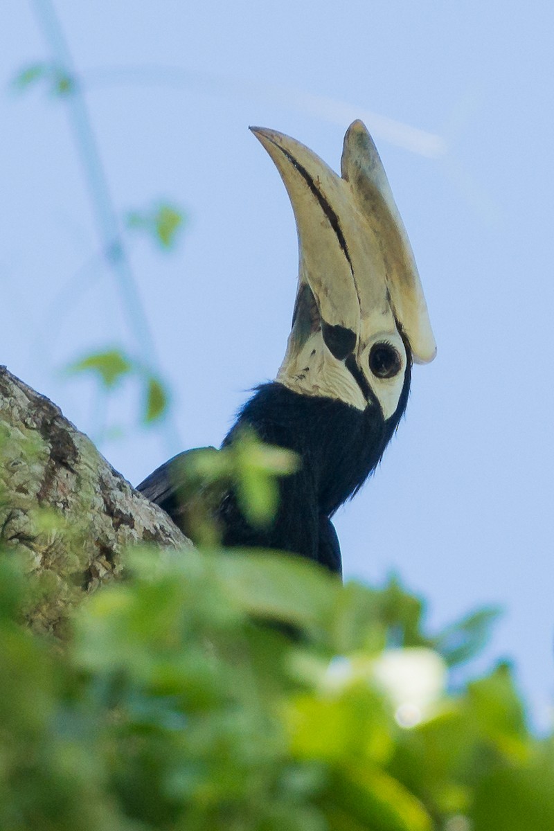 Palawan Hornbill - Mark Bennett