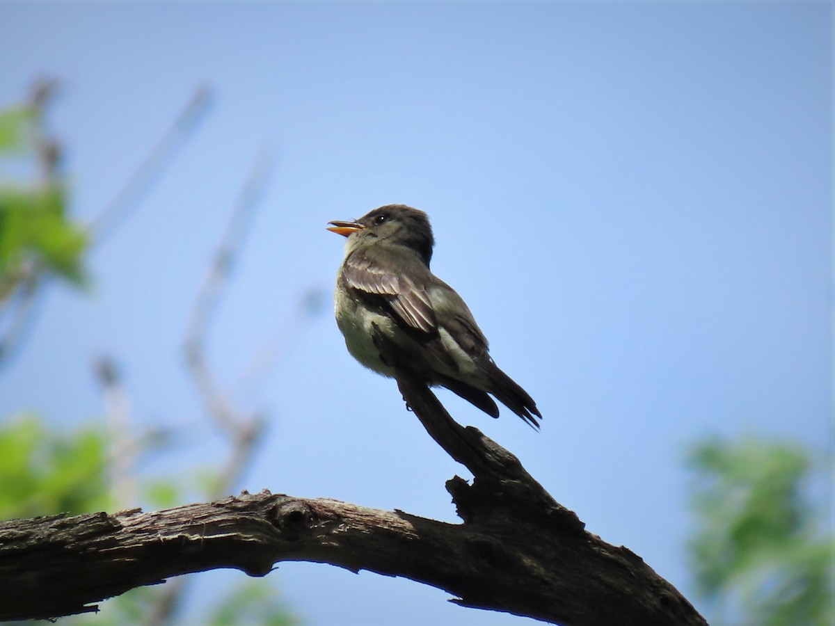 Eastern Wood-Pewee - ML240233801