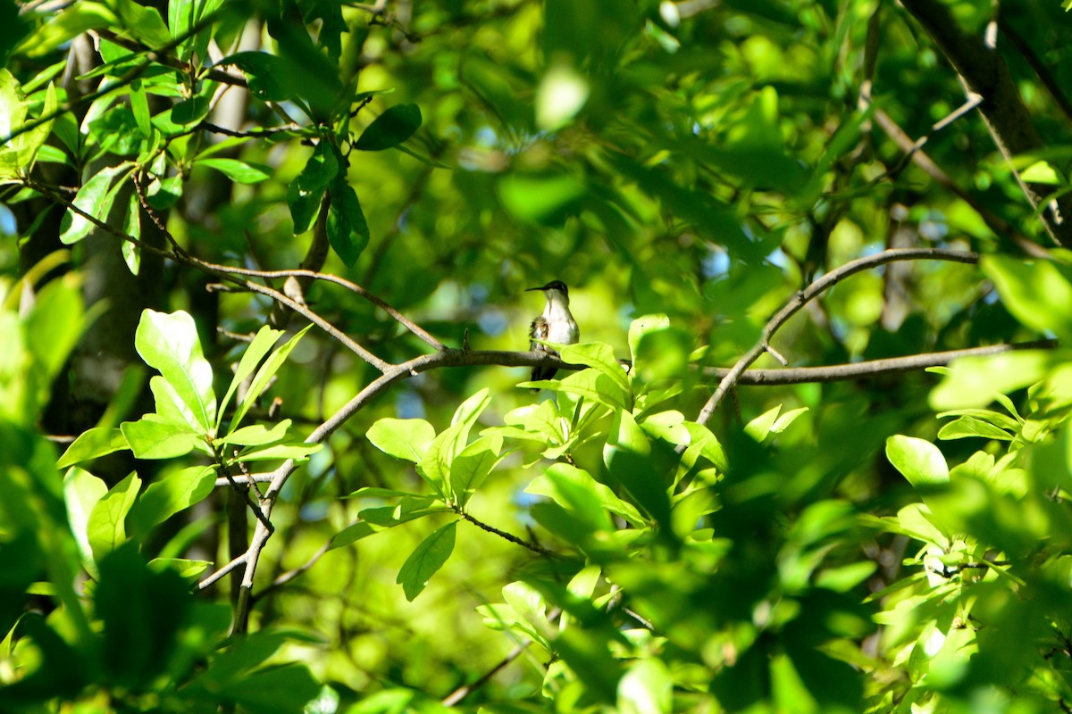 Black-chinned Hummingbird - laura williams