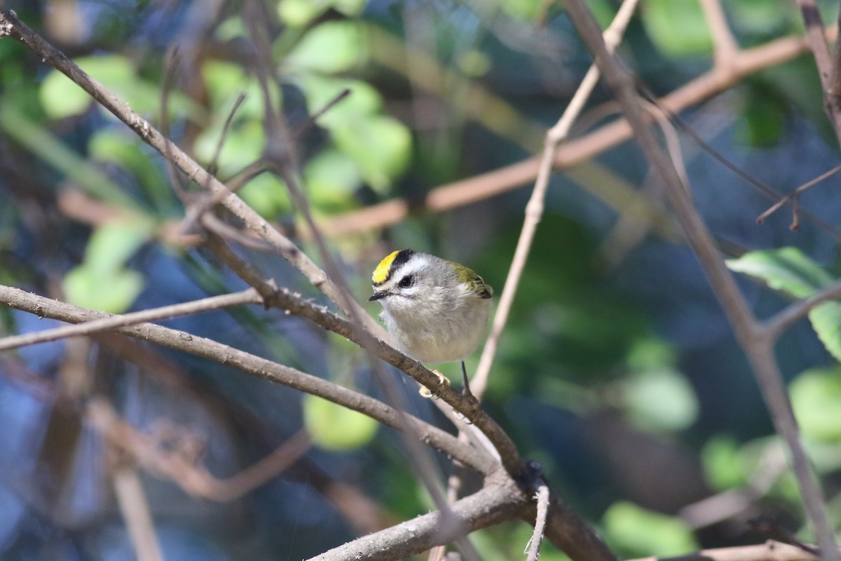 Golden-crowned Kinglet - ML24023421