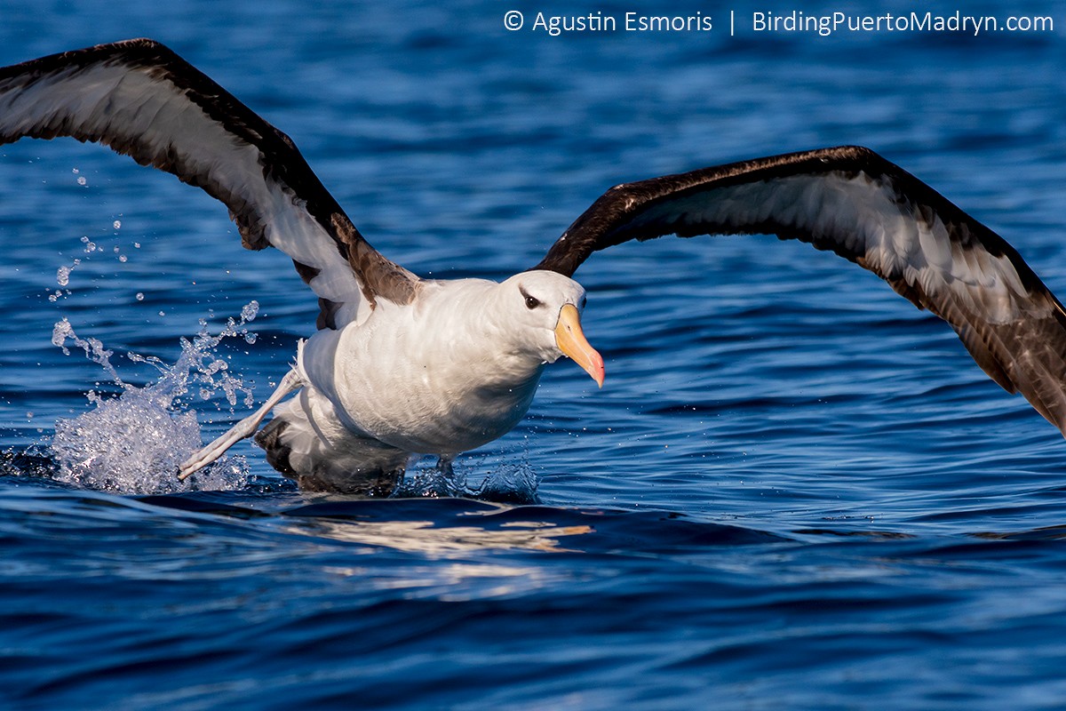 albatros černobrvý - ML240234501