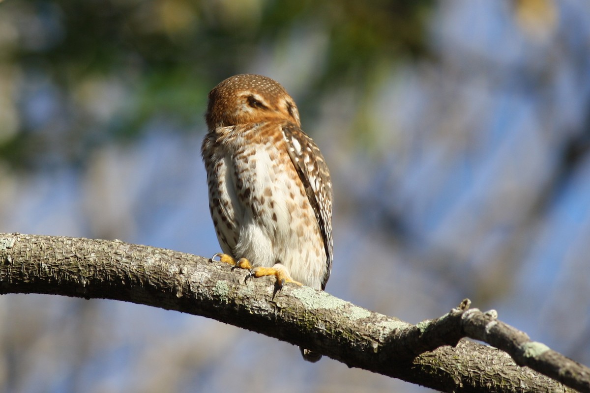 Cuban Pygmy-Owl - ML240237071