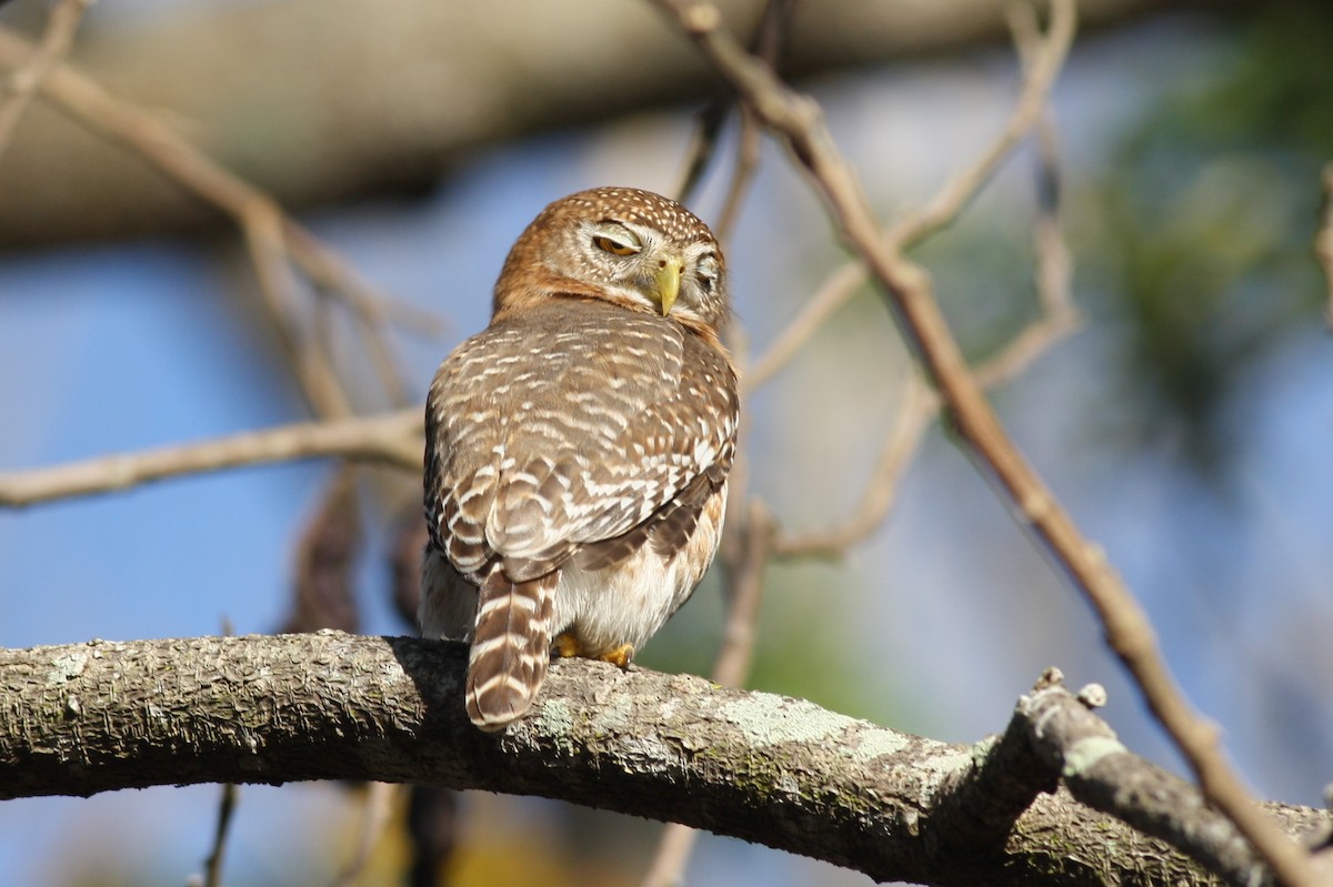 Cuban Pygmy-Owl - ML240237181