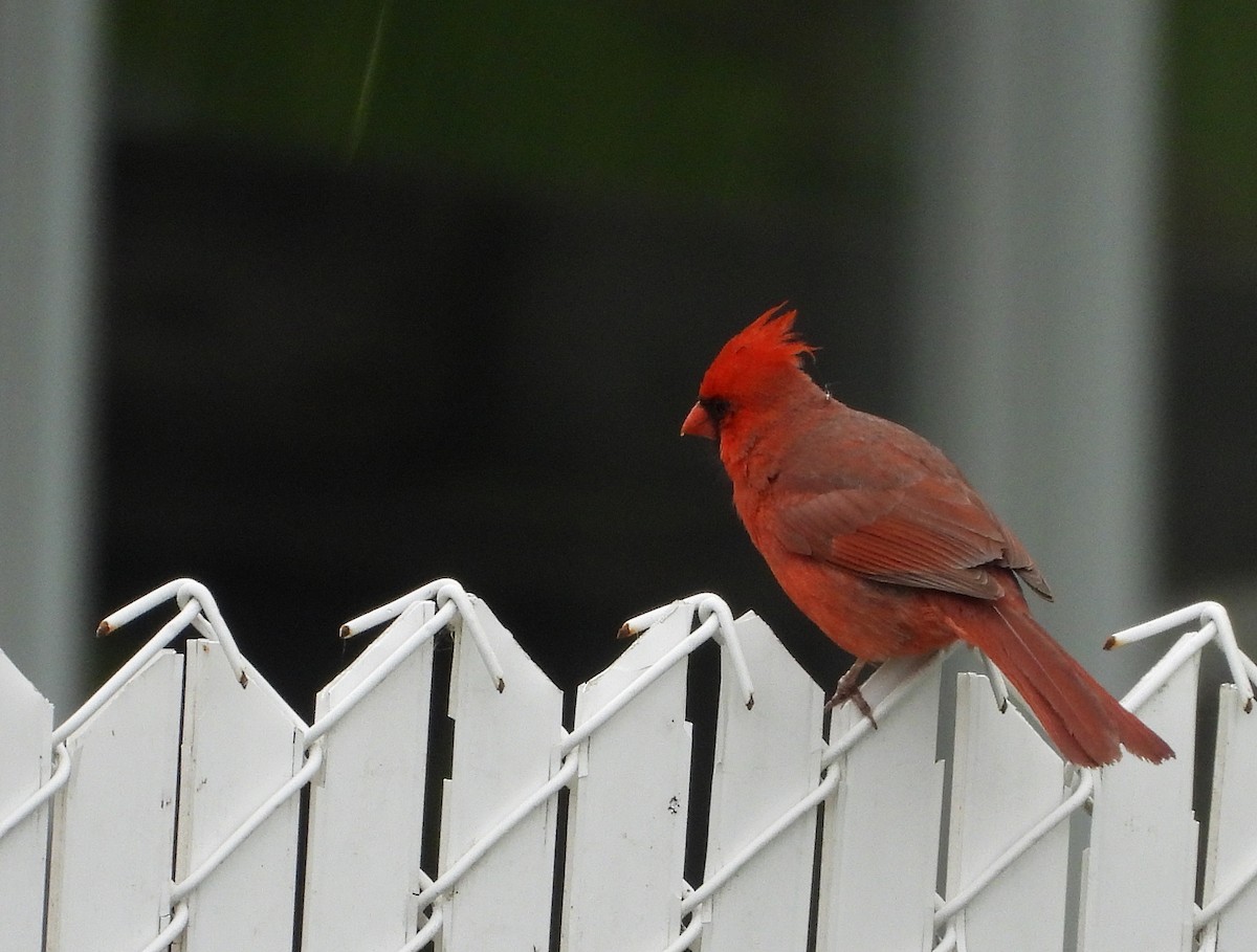 Cardinal rouge - ML240237391