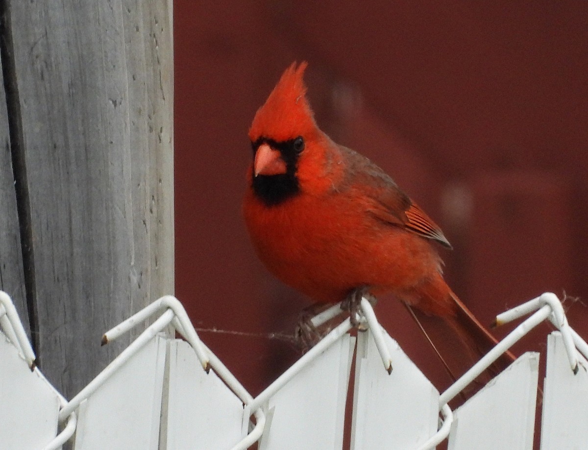 Cardinal rouge - ML240237421