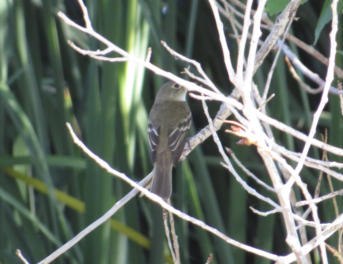 Alder Flycatcher - ML240238731