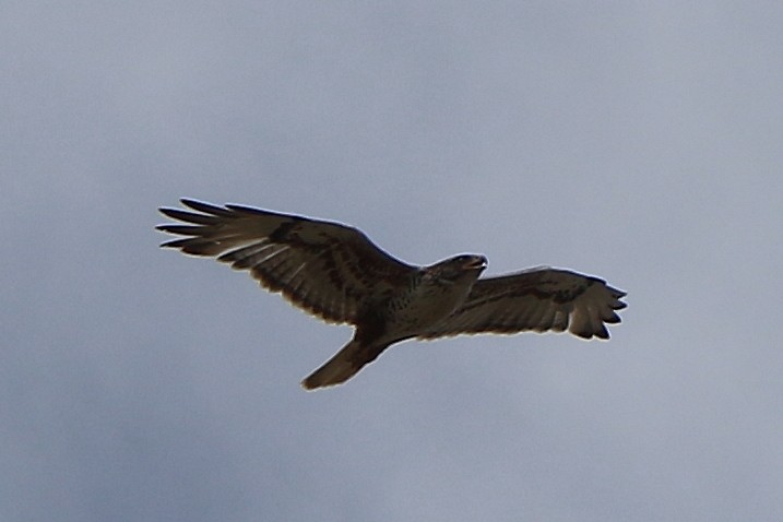 Ferruginous Hawk - ML240238911