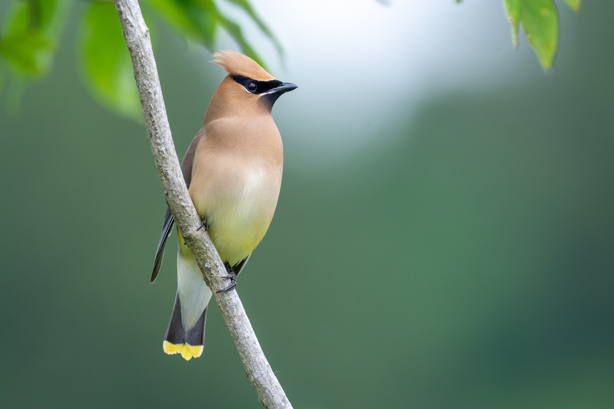 Cedar Waxwing - ML240239681