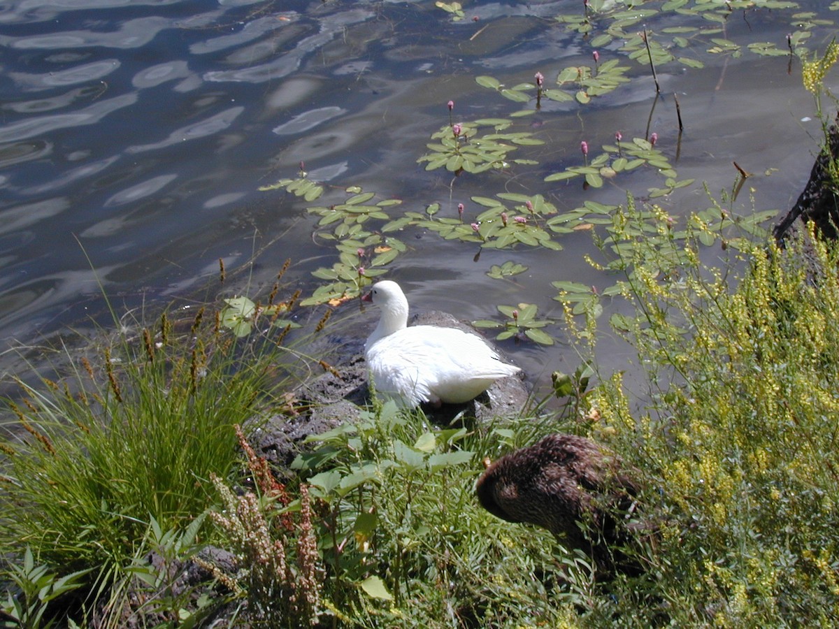 Ross's Goose - ML240240901