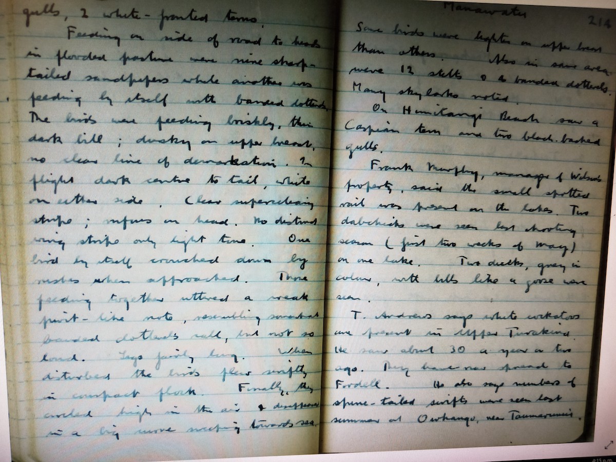 尖尾濱鷸 - ML240241981