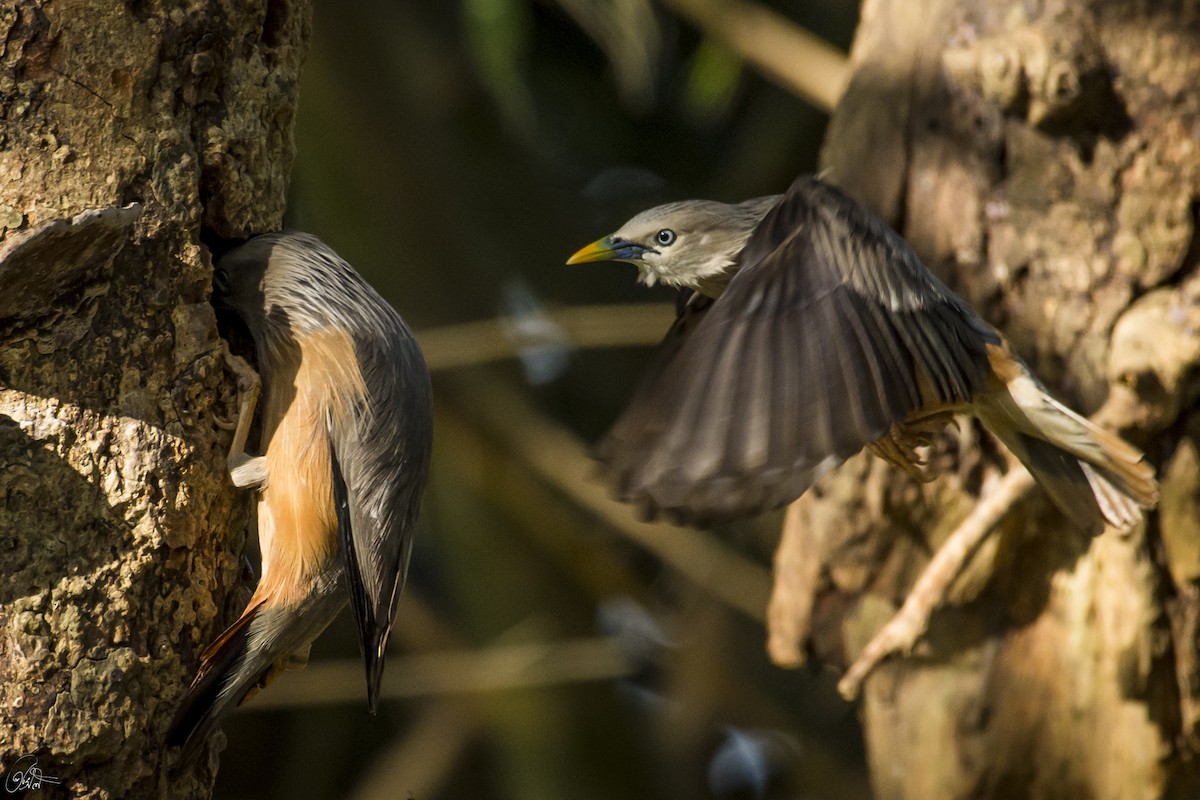 Chestnut-tailed Starling - ML240246671