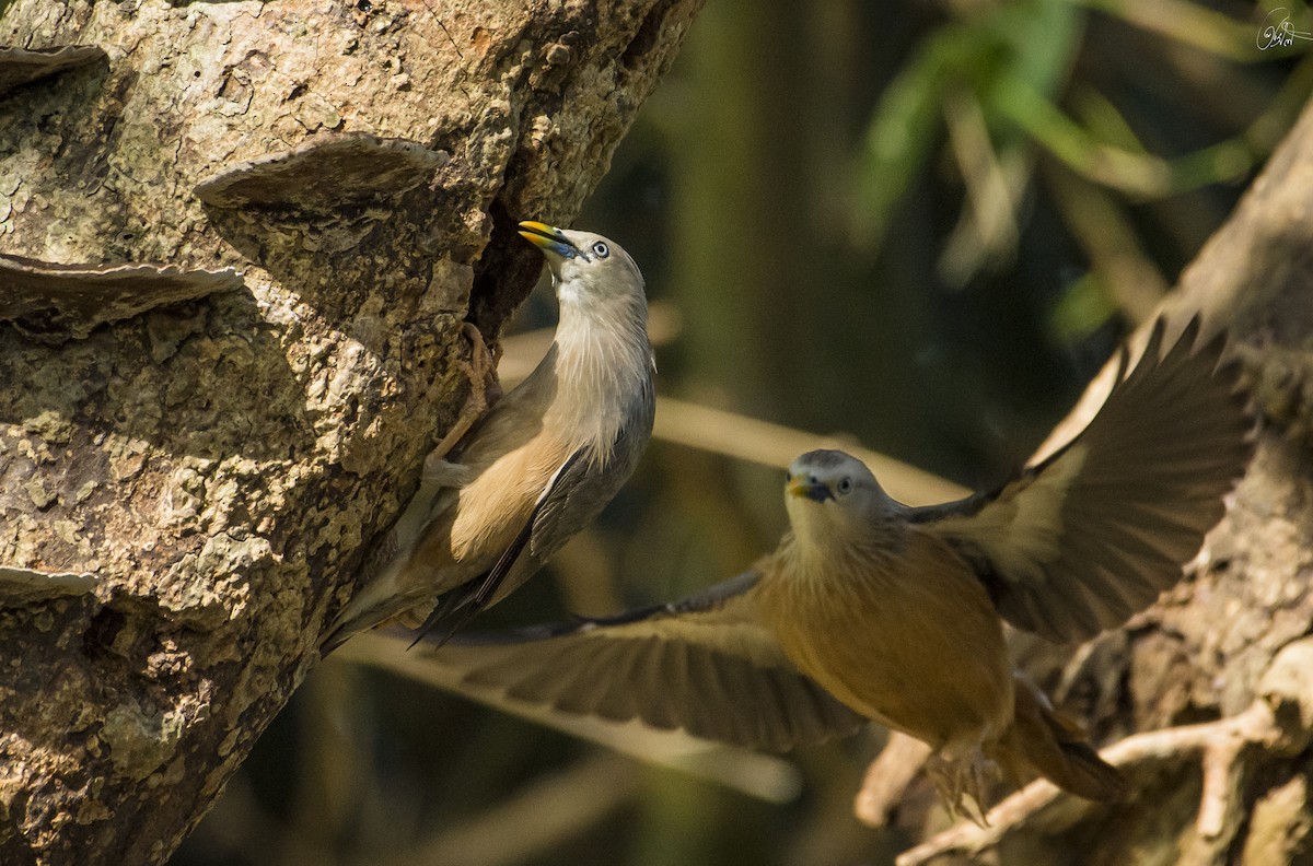 Chestnut-tailed Starling - Prasil Biswas