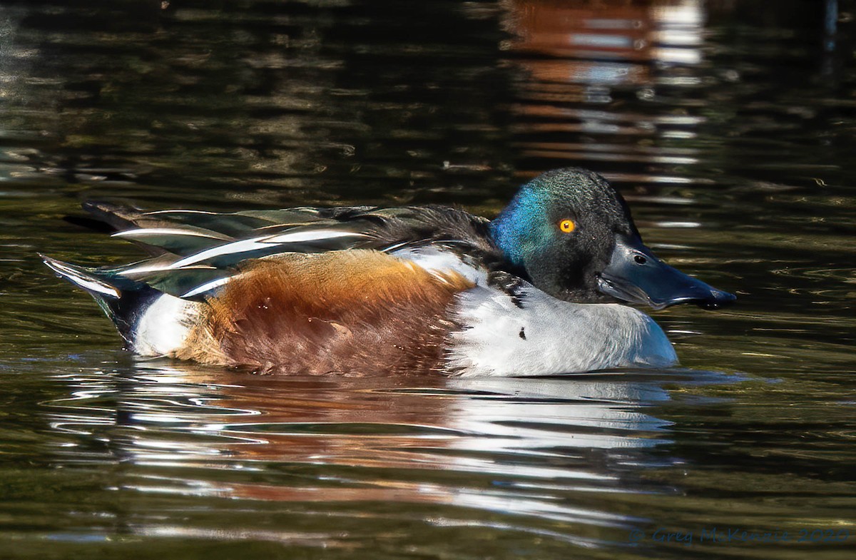 琵嘴鴨 - ML240247421