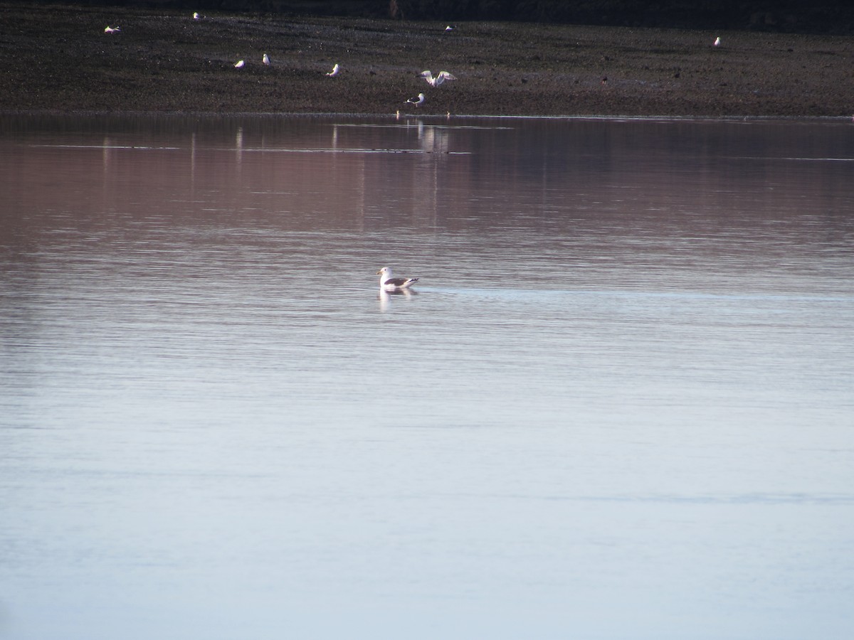 Kelp Gull - ML240249041