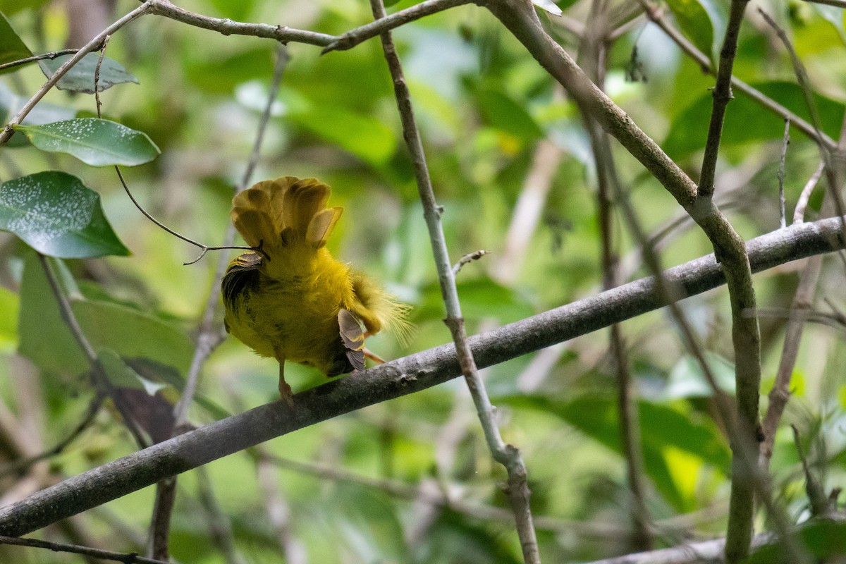 Yellow Flycatcher - Raphaël Nussbaumer