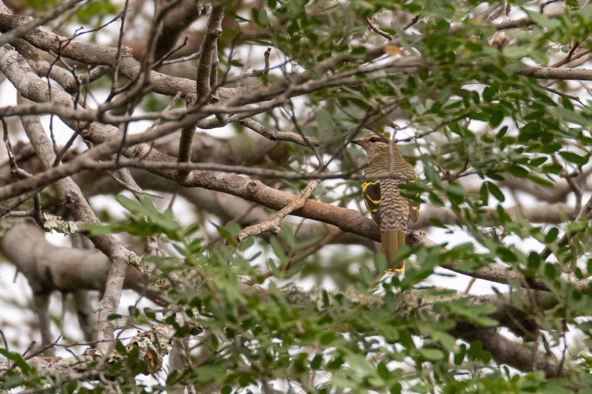 Black Cuckooshrike - ML240251991