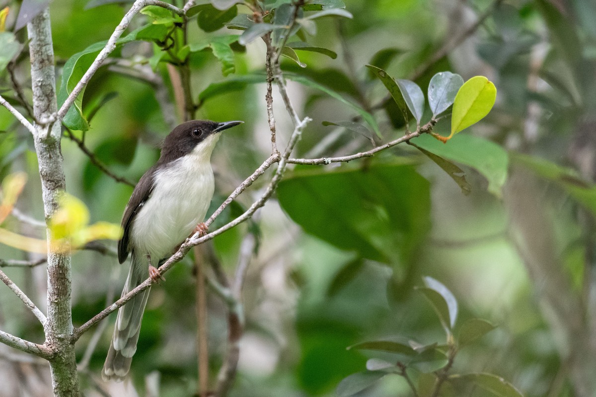 Black-headed Apalis - Raphaël Nussbaumer