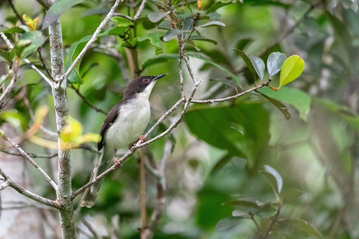 Apalis à tête noire - ML240252091