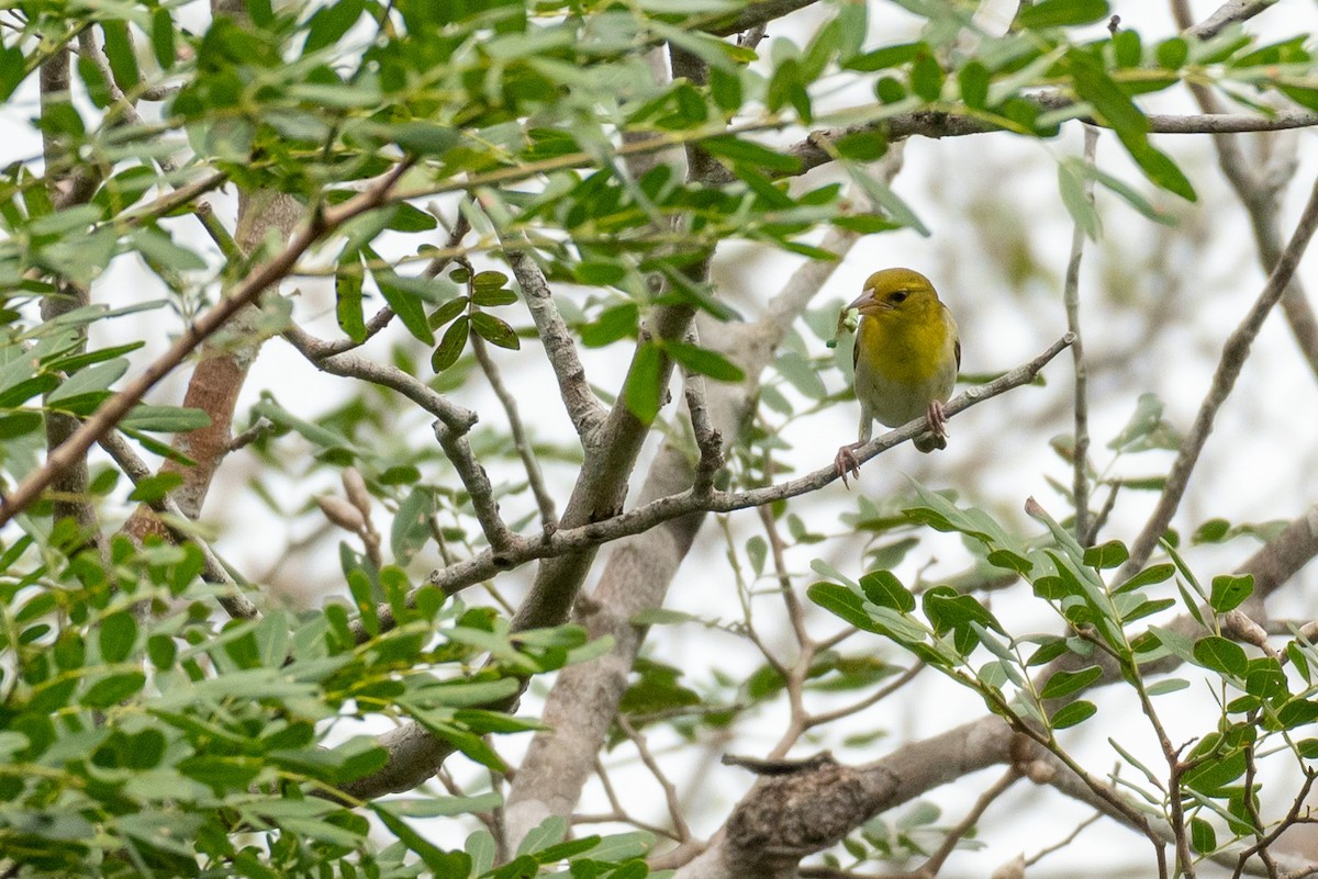 Clarke's Weaver - ML240252101