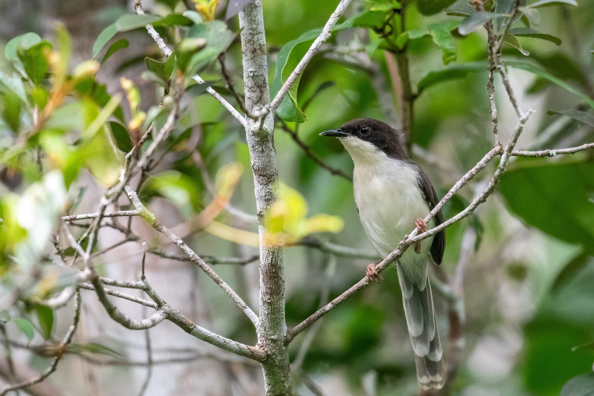 Apalis à tête noire - ML240252111