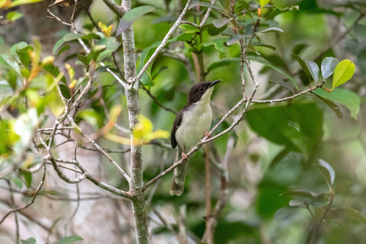 Black-headed Apalis - Raphaël Nussbaumer