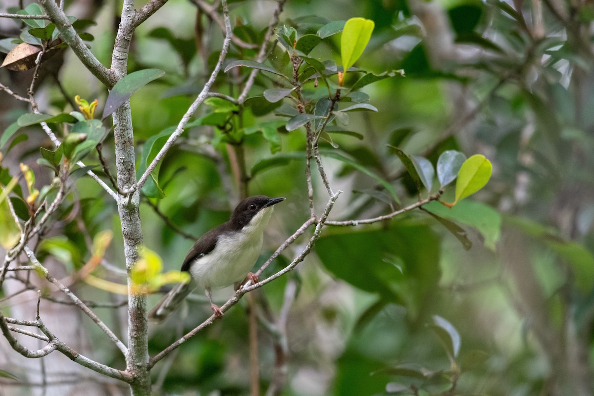 Black-headed Apalis - Raphaël Nussbaumer