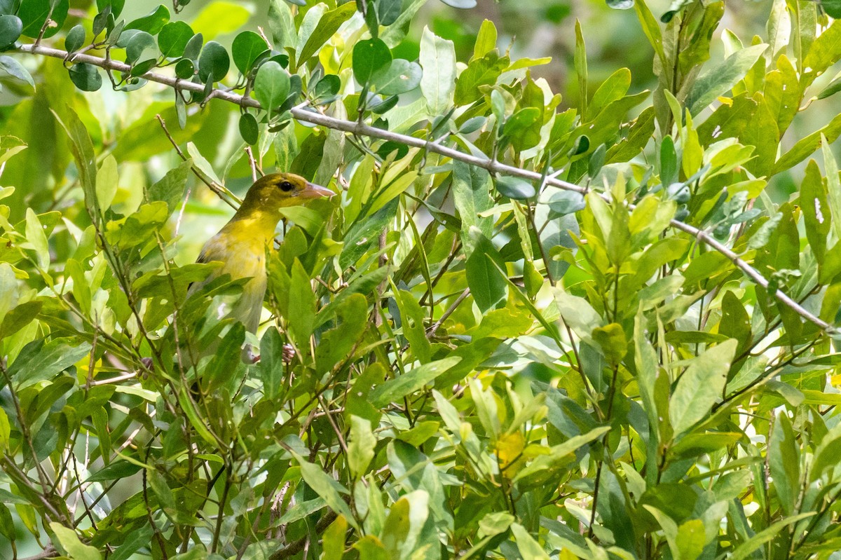 Clarke's Weaver - ML240252261