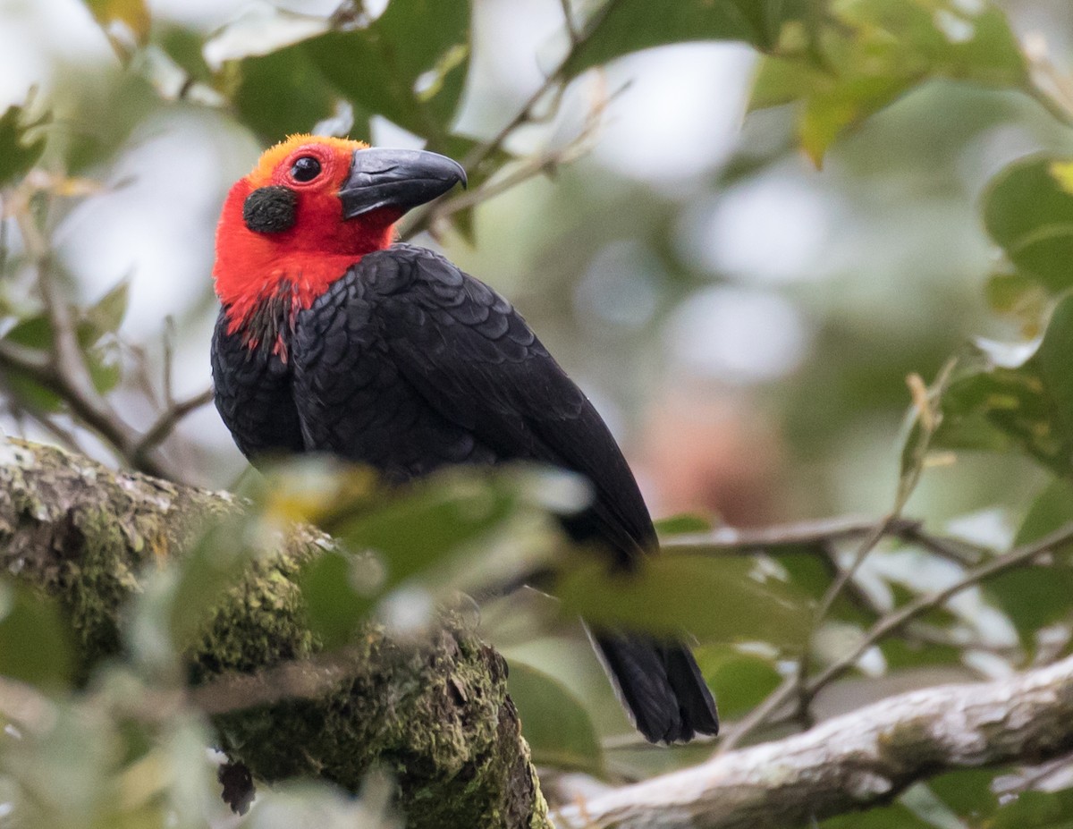 Bornean Bristlehead - Robert Lewis