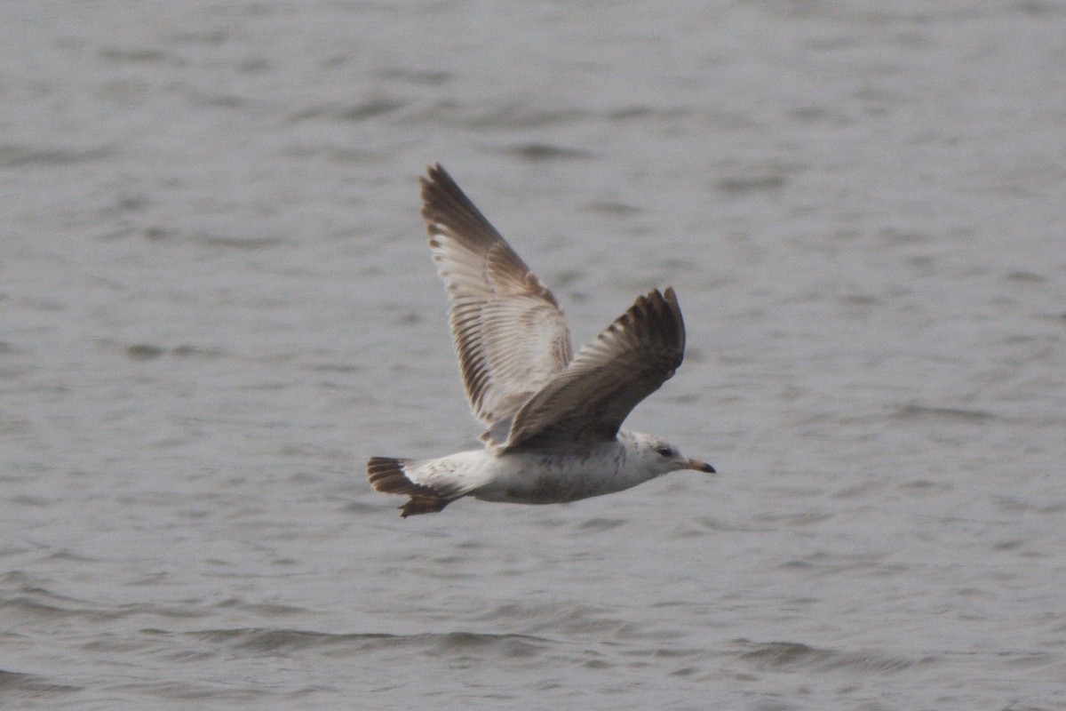 Common Gull (Kamchatka) - Cory Gregory