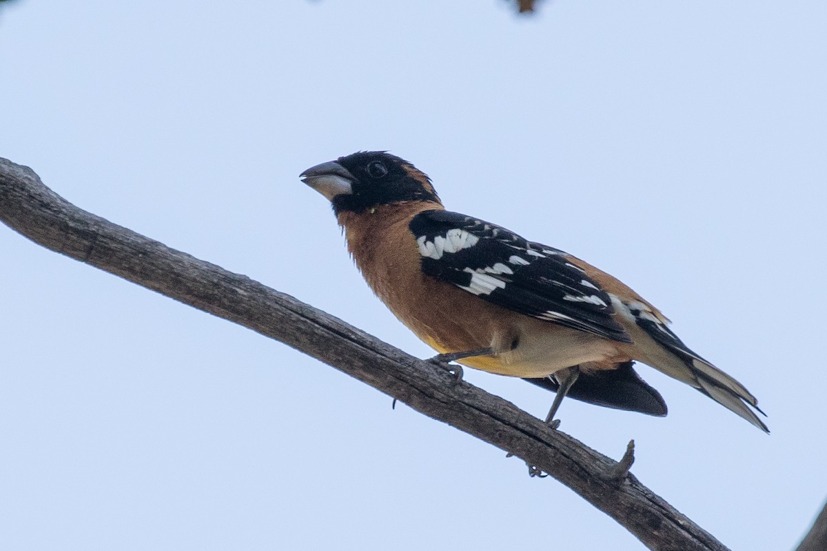 Black-headed Grosbeak - ML240253291