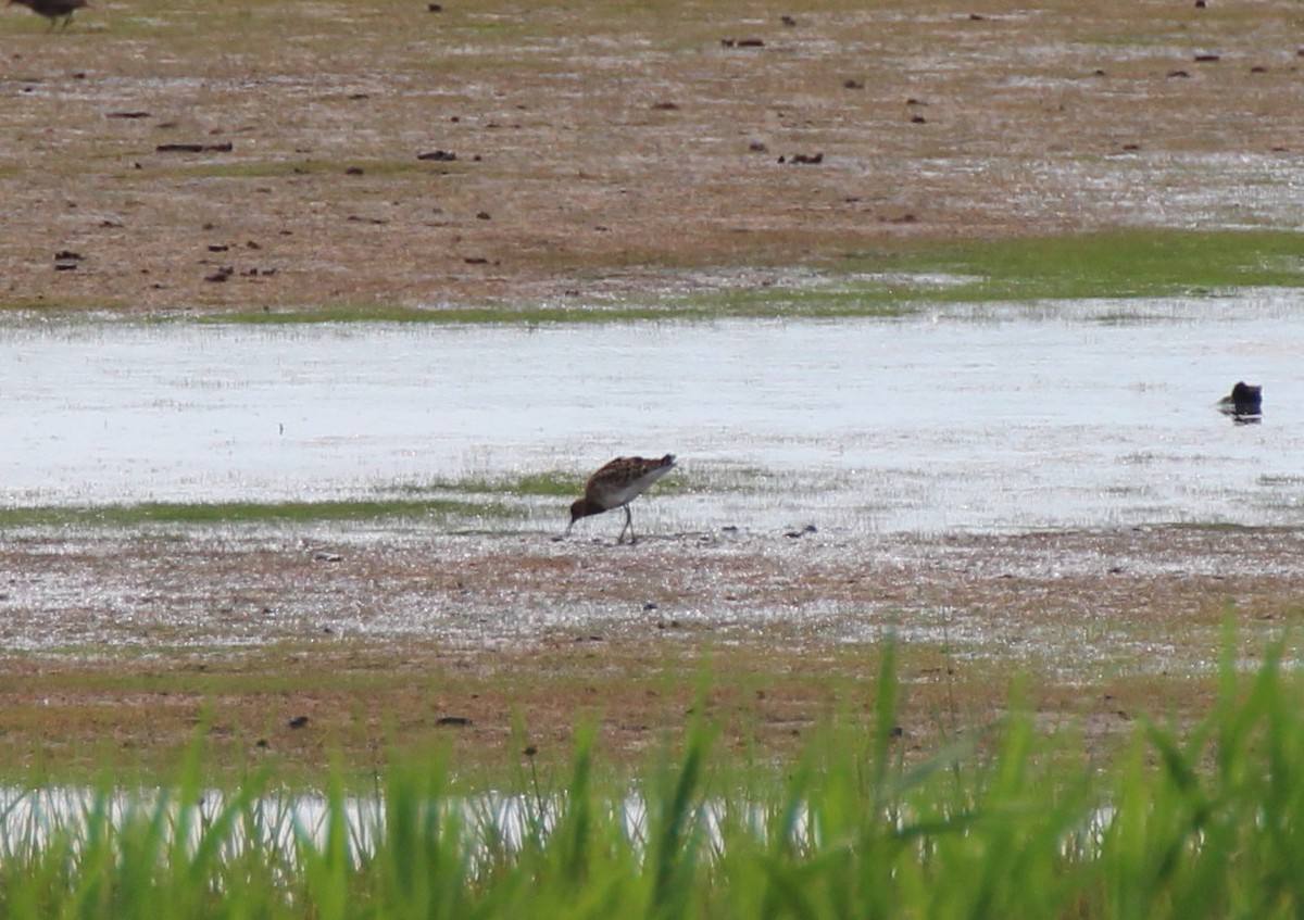 流蘇鷸 - ML24025511