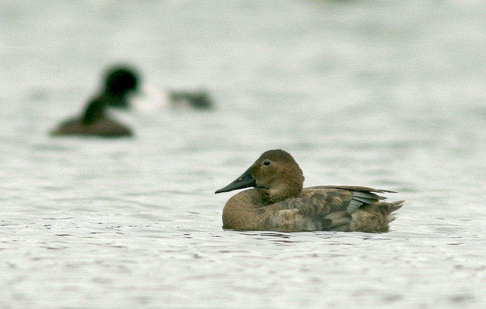 Canvasback - Jared Clarke