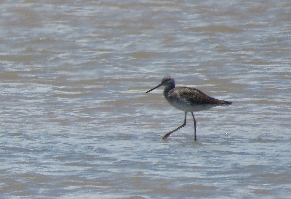 Greater Yellowlegs - ML240256721