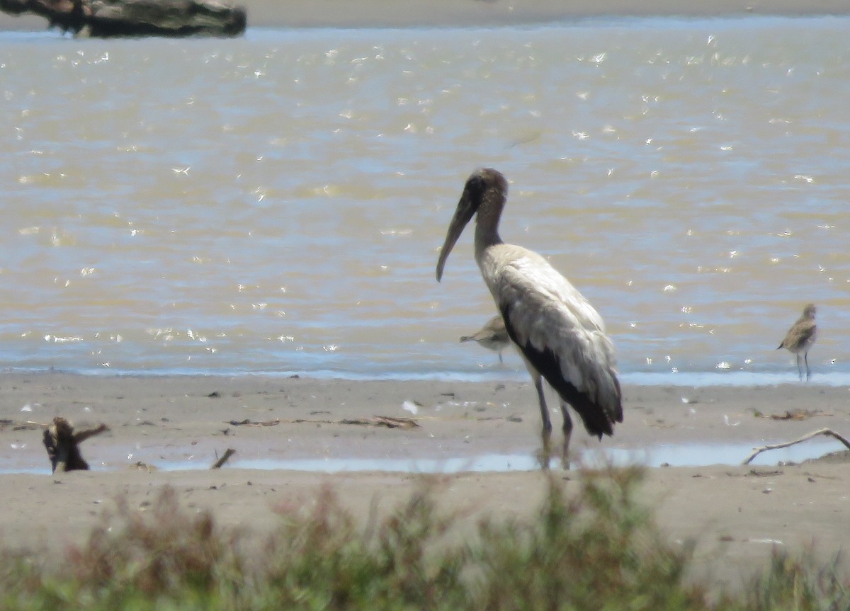 Wood Stork - ML240256751