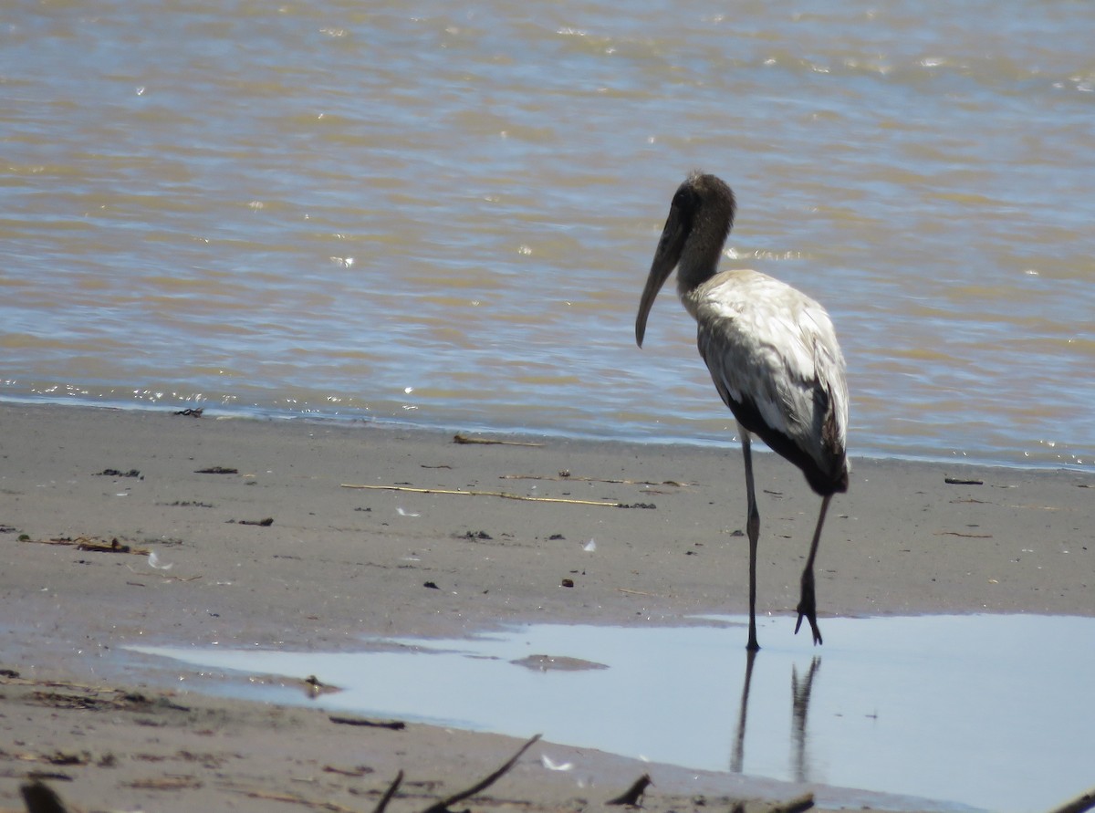 Wood Stork - ML240256761